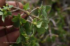 Lonicera hypoleuca